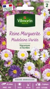 Reine-Marguerite Simple Variée